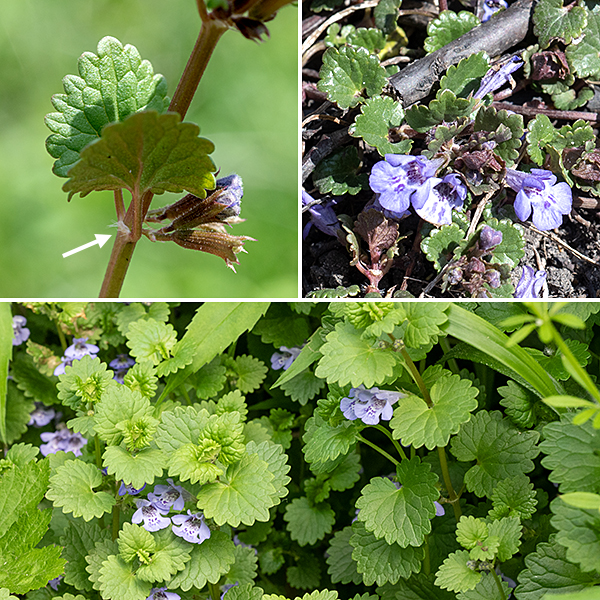 Ground ivy is similar to henbit (Lamium amplexicaule) but shorter (~1'), with the leaves borne on petioles. (The stem leaves of henbit are sessile or clasp the stem.) Ground ivy typically forms a dense mat and crowds many other plants out. Stems are square in section and mostly hairless. Leaves are opposite, purple-green, fuzzy with short hairs, kidney-shaped, as long as wide, with prominant veins and a notch where the petiole is attached; the margins are scalloped. Where the petiole attaches to the stem, there is often a row of long white hairs perpendicular to the stem. Ground ivy produces toxic turpenes; it is usually avoided by mammalian herbivores.
