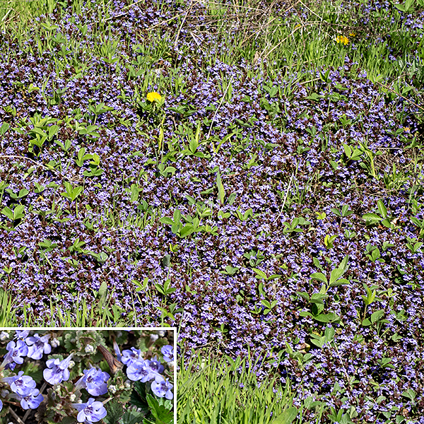 Ground ivy is similar to henbit (Lamium amplexicaule) but shorter (~1'), and with the leaves borne on petioles. (The stem leaves of henbit are sessile or clasp the stem.) Ground ivy typically forms a dense mat and crowds many other plants out. Ground ivy produces toxic turpenes; it is usually avoided by mammalian herbivores.