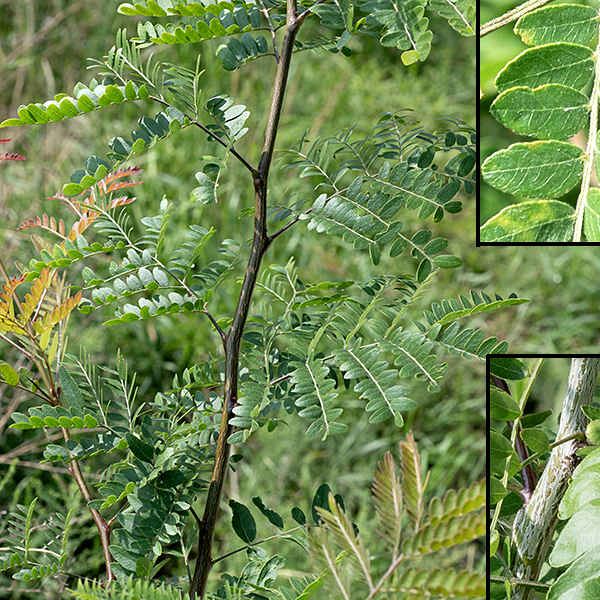 Honey locust is a native tree that grows 50-100' tall; it has a single trunk 2-3.5' in diamater. The bark on the trunk is gray-black, divided into plates with peeling edges; the bark of twigs and branches is smoother, brown, and hairless. New shoots are green and fuzzy. Leaves are alternate and invariably compound, either even-pinnate (i.e., the leaflets are all paired, with no terminal leaflet)  all 6-14" long with 5-11 pairs of leaflets, or bipinnate (i.e., the primary divisions of the compound leaf are themselves pinnate) with 4-7 pairs of even-pinnate leaflets 6-14" long, each with 5-11 pairs of leaflets. Leaflets are 3/4-1.5" long and about a third as wide. Thorns, both simple and branched, are usually present, especially on the trunk,  but a thornless form exists; newly formed thorns can be a brilliant red. Flowers are present in 2-5" long racemes, usually as either male or female, but perfect flowers may be present. The flowers are small (1/8-1/4" across) and greenish-yellow. The fruit is a 6-14" long, dark-brown seedpod.
