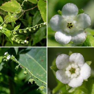 Although stickseed flowers are tiny (1/8"), they have the ususal complement of parts — a hairy green calyx with five long, narrow teeth that alternate with the petals; five rounded white (or light blue) petals (actually lobes of the corolla tube); five arching, scale-like structures surrounding the opening to the tube; five stamens largely hidden inside the corolla tube; and a four-lobed ovary with a short style, similarly hidden inside the corolla tube. The fruits are globular, <1/4" across, densely covered with hooked prickles; they are purportedly the most difficult of such "sticktights" to remove from clothing.