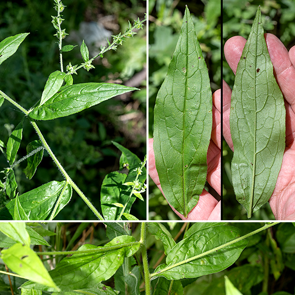 Stickseed leaves near the bottom of the stem are up to 6" long and 3.5" across with 2" petioles; they tend to be broadly oval and thin. Leaves in the upper parts of the plant tend to be more lance-shaped and lack petioles. All  stem leaves are alternate, dark green on top with short, stiff hairs; the underside of the leaves is lighter green and has more profuse, longer hairs, especially along the veins.