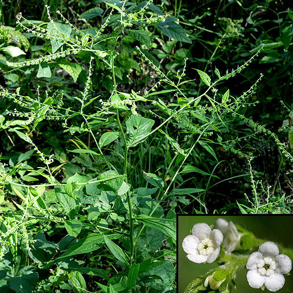 Stickseed is a quite large (2-4') but skeletal plant (more stem than leaves) with tiny (1/8" across) flowers; it prefers shaded woodlands. It is a biennial plant, so has a somewhat complicated life history. In it's first year, stickseed produces only a rosette of basal leaves — stems and flowers are absent. In its second year it produces a slim stem with abundant white hairs which branches occasionally; the lower regions of the stem are ribbed. Stems, leaves, calyx, and flower pedicels are all quite hairy. Leaves in the upper parts of the plant tend to be more lance-shaped and lack petioles. All  stem leaves are alternate, dark green on top with short, stiff hairs; the underside of the leaves is lighter green and has more profuse, longer hairs, especially along the veins. The fruits are globular,