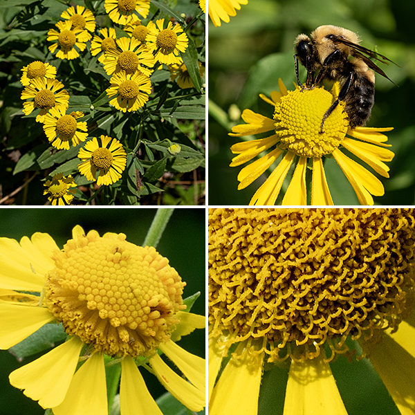 Sneezeweed flowers (1-2" across) have a more or less hemispherical central disc of 200-400 yellow-orange disc florets (which have both pistils and stamens) are each less than 1/8" across, surrounded by 10-15 pistillate ray florets that are triangular (narrowest at the insertion on the central disc) and three- or four-lobed along the squared-off distal margin ("doubly-notched"). The domed central disc on the flowers and the winged stems are diagnostic for this species. The base of sneezeweeds' flowers are covered by a single layer of long, narrow bracts that are fused together at their bases. Sneezeweed flowers are very similar to bitterweed (Helenium amarum) but the latter has long, thread-like leaves; I've not seen bitterweed in Jackson Park. The foliage contains sesquiterpene lactones that are bitter and toxic to mammalian herbivores, including cattle and sheep. The name "sneezeweed" may actually come from observation of Native American's use of snuff made from this plant.