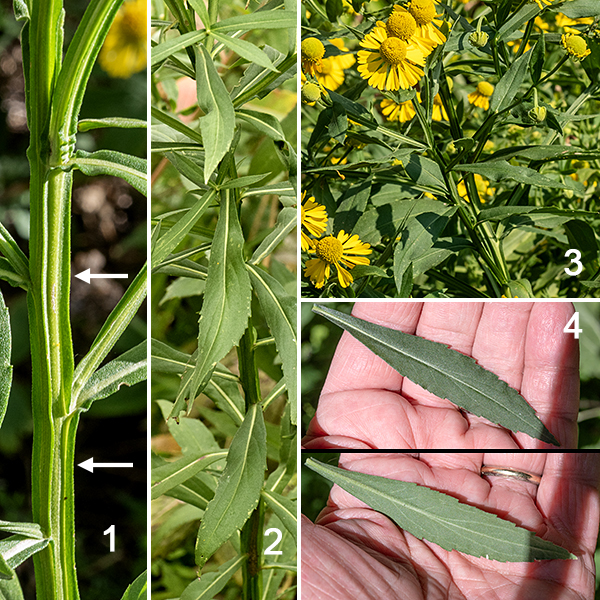 Sneezeweed stems are green, angular and conspicuously winged on all four angles. Leaves are alternate, about 5" long and 1.5" wide at the middle; they are sessile or clasp the stem, with the leaf blade continuing down the stem to form wings. The leaves taper at both ends, and are lightly serrated, particularly along the distal margins.