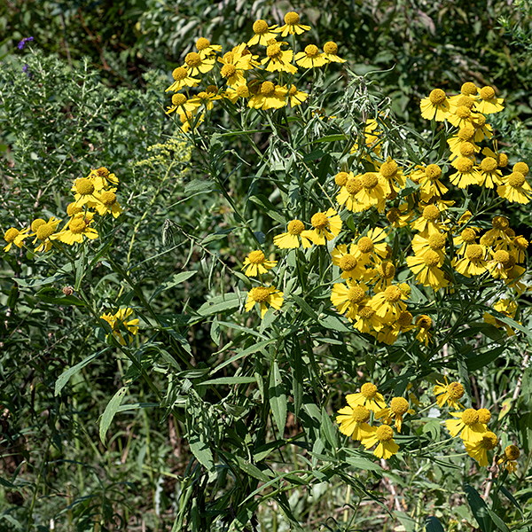 Sneezeweed is a 3-5' tall plant that flowers in late summer and fall (about the time ragweed does); sneezeweed does not contribute to hay fever but has taken the rap. The stems are green, angular, and conspicuously winged on all four angles. Leaves are alternate, about 5" long and 1.5" wide at the middle; they are sessile or clasp the stem, with the leaf blade continuing down the stem to form wings. Sneezeweed flowers are very similar to bitterweed (Helenium amarum) but the latter has long, thread-like leaves; I've not seen bitterweed in Jackson Park. The foliage contains sesquiterpene lactones that are bitter and toxic to mammalian herbivores, including cattle and sheep. The name "sneezeweed" may actually come from observation of Native American's use of snuff made from this plant.