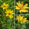 Woodland sunflower flower stalks tend to be hairier than the stem. The flowerheads are 1.5-3" across with 8-15 ray florets with yellow petals (with a tiny notch at the tip) and over 40 yellow, tubular disc florets with five spreading apical lobes. Flower bracts cup the back of the flowerhead in four series, light green, pointed, hairy along their margins, and typically recurved. Only the disc florets are fertile; the ray florets are sterile. Woodland sunflowers can be recognized by their nearly-sessile or sessile, opposite, leaves and broad leaf bases.