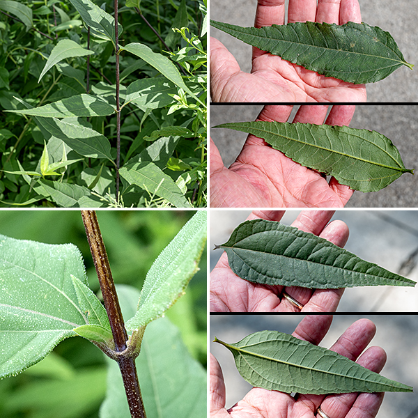 Woodland sunflower's stems are mostly purple, 2.5-6' tall, round in section, and unbranched below the flowerheads. The stem leaves are 2-6" long and 0.5-2" across, opposite, each pair rotated 90° to the pairs above and below, very long, narrow and lance-like, light green; the leaf bases are broad, and the leaf margins are mostly toothless. The leaves are rough to the touch and covered with short hairs, are essentially sessile (petioles