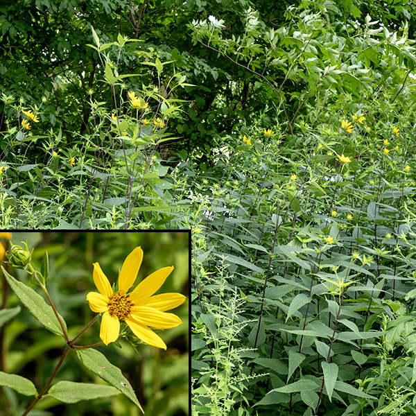 Woodland sunflower's stems are mostly purple, 2.5-6' tall, round in section, and unbranched below the flowerheads. Woodland sunflowers can be recognized by their nearly-sessile or sessile, opposite, leaves and broad leaf bases.