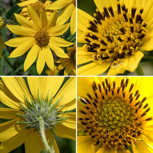 Sawtooth sunflower flowerheads are 2.5-4" across with 10-20 bright yellow ray florets and over 100 tubular golden-yellow disc florets with five protruding brown anthers fused around a yellow style with a bifurcated stigma. Behind the flowers are multiple layers of spreading bracts that are pointed with hairy margins, especially near their base. Only the disc florets are fertile; the ray florets are sterile. (This is true throughout the genus Helianthus, although this situation seems more understandable (to me) than the the situation in the genus Silphium, where the opposite is true.) Sawtooth sunflowers can be distinguished from other Helianthus spp. by their hairless, reddish-purple stems; the arching leaves with a longitudinal fold are also characteristic but not definitive.