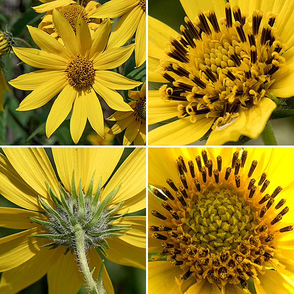 Sawtooth sunflower flowerheads are 2.5-4" across with 10-20 bright yellow ray florets and over 100 tubular golden-yellow disc florets with five protruding brown anthers fused around a yellow style with a bifurcated stigma. Behind the flowers are multiple layers of spreading bracts that are pointed with hairy margins, especially near their base. Only the disc florets are fertile; the ray florets are sterile. (This is true throughout the genus Helianthus, although this situation seems more understandable (to me) than the the situation in the genus Silphium, where the opposite is true.) Sawtooth sunflowers can be distinguished from other Helianthus spp. by their hairless, reddish-purple stems; the arching leaves with a longitudinal fold are also characteristic but not definitive.