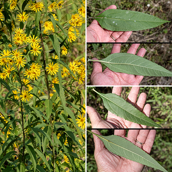 Sawtooth sunflower's stem is green or (more commonly) reddish-purple with a plum-like whitish bloom and is circular in section. The leaves are large (up to 8" long), 3x longer than wide and lance-shaped; despite the species name, the leaf margins may be either toothed or smooth. The leaves are dark green and sandpapery on top, paler and softly hairy on the underside, arching rather than straight, and tend to fold up along midrib; the petioles are typically about a half inch long. The leaves have three main veins that radiate from a point close to the leaf base, one central vein and two veins running approximately parallel to the leaf margins; the leaves are opposite on the lower stem, (usually) alternate higher on the stem. Sawtooth sunflowers can be distinguished from other Helianthus spp. by their hairless, reddish-purple stems; the arching leaves with a longitudinal fold are also characteristic but not definitive.