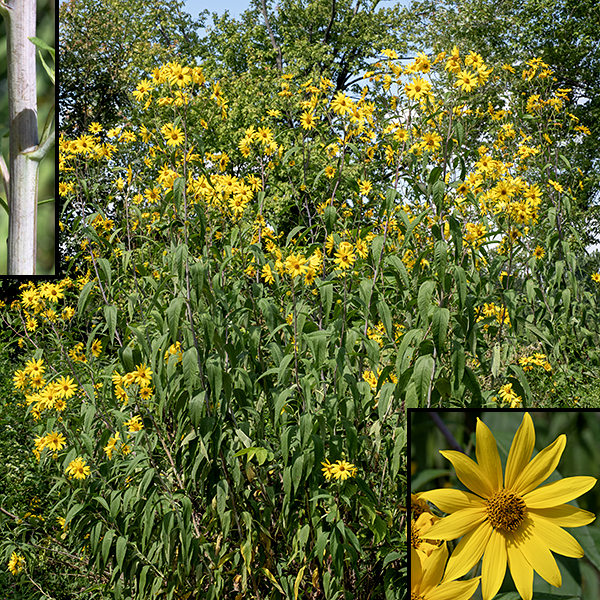 Sawtooth sunflower is a imposing plant up to 12' tall, especially impressive in dense stands. Sawtooth sunflowers can be distinguished from other Helianthus spp. by their hairless, reddish-purple stems; the arching leaves with a longitudinal fold are also characteristic but not definitive.