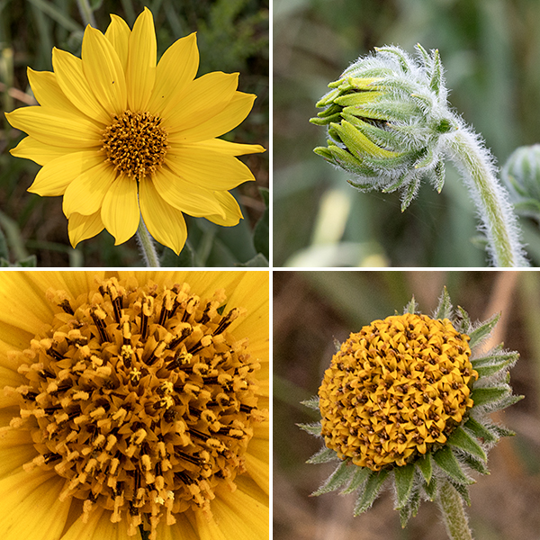 Downy sunflower is a very attractive sunflower which blooms in late summer. The composite flowers arise directly from the main stem. Each flowerhead is 2-4" across with 15-30 yellow ray florets and over 75 yellow disc florets in a 1" diameter central disk. Individual ray florets are sterile, the "petal" is about 1-1.5" long. Disc florets are about 1/4" long with five triangular lobes at the end of a tubular corolla; five stamens with white filaments (fused around the base of the style) and purple-brown anthers; and a single style, bifurcated at its tip, which protrudes above the stamens.