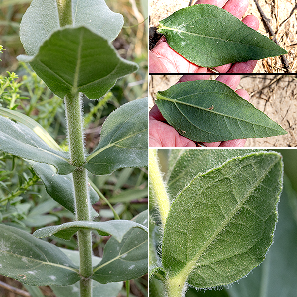Downy sunflower is a very attractive sunflower which blooms in late summer; it has 2-4' tall stems, unbranched except at the flower stems. True to it's common name, downy sunflower's stalk is covered with long, fine hairs, as are both the upper and lower surfaces of the leaves. The leaves are 4" long and 2.5" across, broadly lance-shaped with sharp tips, and smooth margins or with a few small, blunt teeth; they are either sessile or clasp the stem.