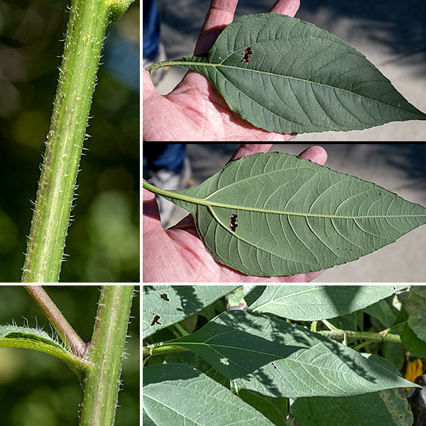 Jerusalem artichoke should rightly be called a "sunflower" like the other four members of the genus Helianthus present in Jackson Park. Jerusalem artichoke plants range from 2-8' tall; branches are restricted to the upper half of the light-green to reddish-brown stem. The stem is round in section and covered in white, spreading, bristly hairs. The leaves may be either opposite or (less often) alternate on the lower half of the stem; they are invariably alternate in the upper half of the plant. Leaf blades are lance-shaped or oval, with smooth or serrated margins; they may reach up to 10" long and 5" across, but most are smaller (1/3-1/2 those dimensions). It is distinguished from other sunflowers by its (often reddish) stem with spreading white hairs and the long (1/2-2.5") leaf petioles that are winged near the leaf base; petiole length decreases up the stem.