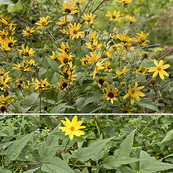 Jerusalem artichoke should rightly be called a "sunflower" like the other four members of the genus Helianthus present in Jackson Park. Jerusalem artichoke plants range from 2-8' tall; branches are restricted to the upper half of the light-green to reddish-brown stem. It is distinguished from other sunflowers by its (often reddish) stem with spreading white hairs and the long (1/2-2.5") leaf petioles that are winged near the leaf base; petiole length decreases up the stem. Jerusalem artichoke was cultivated by the indigenous peoples of the midwest for its tasty and carbohydrate-rich tubers.