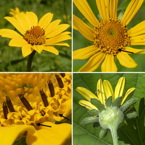 Ox-eye sunflower (aka, false sunflower) flowerheads are 1.5-3.5" across with a prominant, gumdrop-shaped central disk; the plane of the flowerhead is horizontal, not vertical like most other (true) sunflowers. The 1.5-3" wide flowerheads consist of 10-18 yellow, tubular ray florets with yellow to golden-yellow, elongate-oval petals with notched tips and with two longitudinal folds in each petal; the numerous (10 to over 75) disc florets are yellow, tubular with five (brighter) yellow spreading apical lobes on the tubular corolla. Both disk florets and ray florets have a protruding, bifurcated style; the disc florets also have five stamens with brownish anthers which encircle the style below the paired stigmas. Behind the flower are two series of hairy bracts, the outer layer longer than the inner (a diagnostic character) and a velvety pedicel 1-8" long. Ox-eye sunflower is a "false sunflower" because both the ray and disc florets are fertile and can produce seeds; in true sunflowers, only the disc florets produce seed. The posture of the flower (horizontal rather than nodding towards the vertical) is also distinctive.
