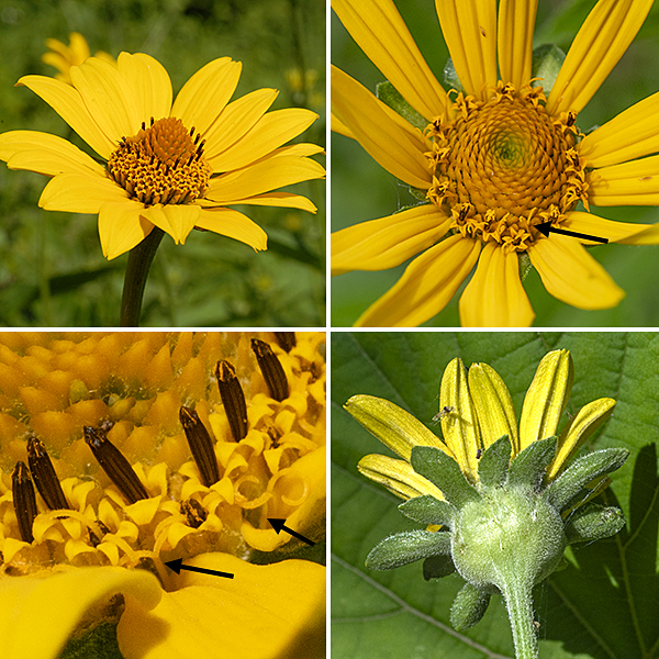 Ox-eye sunflower (aka, false sunflower) flowerheads are 1.5-3.5" across with a prominant, gumdrop-shaped central disk; the plane of the flowerhead is horizontal, not vertical like most other (true) sunflowers. The 1.5-3" wide flowerheads consist of 10-18 yellow, tubular ray florets with yellow to golden-yellow, elongate-oval petals with notched tips and with two longitudinal folds in each petal; the numerous (10 to over 75) disc florets are yellow, tubular with five (brighter) yellow spreading apical lobes on the tubular corolla. Both disk florets and ray florets have a protruding, bifurcated style; the disc florets also have five stamens with brownish anthers which encircle the style below the paired stigmas. Behind the flower are two series of hairy bracts, the outer layer longer than the inner (a diagnostic character) and a velvety pedicel 1-8" long. Ox-eye sunflower is a "false sunflower" because both the ray and disc florets are fertile and can produce seeds; in true sunflowers, only the disc florets produce seed. The posture of the flower (horizontal rather than nodding towards the vertical) is also distinctive.