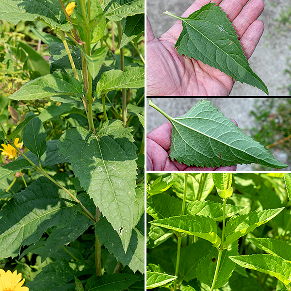 Ox-eye sunflower (aka, false sunflower) Stems are light- or reddish-green, variably hairy, circular or slightly angular in section. Leaves are opposite on short (
