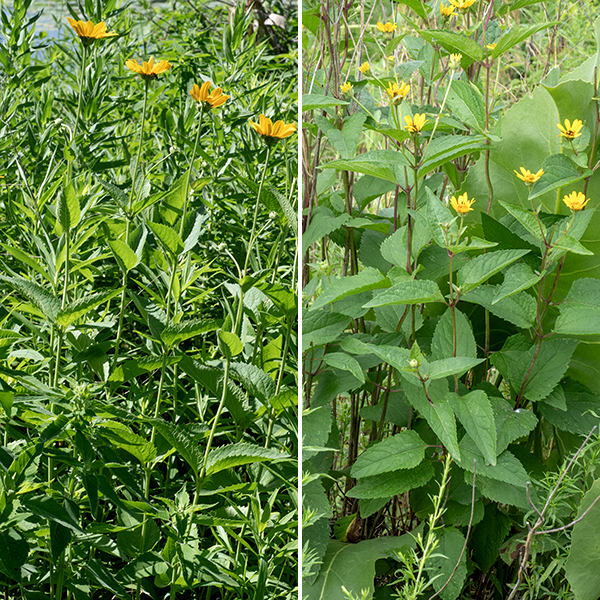 Ox-eye sunflower (aka, false sunflower) is a rather spindly, moderately tall (3-5') plant that can get bushy in the absence of competitors. Behind the flower are two series of hairy bracts, the outer layer longer than the inner (a diagnostic character) and a velvety pedicel 1-8" long. Ox-eye sunflower is a "false sunflower" because both the ray and disc florets are fertile and can produce seeds; in true sunflowers, only the disc florets produce seed. The posture of the flower (horizontal rather than nodding towards the vertical) is also distinctive.