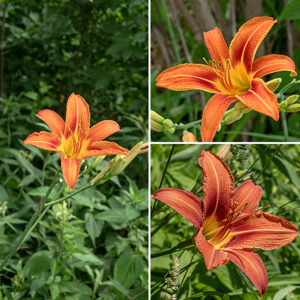 Day lily stems/flower stalks are 3-6' tall and hairless; 5-9 flowers arise on a small panicle. The flowers are erect, orange with a yellowish center but without spots, large (3-4" wide), with six tepals (petals and similar sepals) with a white medial line and tips that curl backwards. The margins of the tepals are rolled inwards. The flowers have a single straight style and six stamens that curve markedly upwards. The flowers last only a single day. (Thus, the common name.) The seedpods are six-lobed, egg-shaped,  and internally divided into three compartments, but the black seeds are inviable; day lilies are a sterile triploid hybrid that has escaped cultivation and reproduces only vegetatively. Day lily is considered invasive and spreads easily. The flowers can be cooked and eaten like squash blossoms and the leaves and tubers are edible when young, but day lilies are extremely toxic to cats and, to a lesser degree, dogs. Day lily is easily distinguished from the other common lily in Jackson Park, Michigan lilies, by the lack of spots on flowers and leaves that are basal and sword-like rather than in whorls around the stem and a horizontal orientation rather than pointing down. According to Flora of North America, day lilies were imported from Asia to Europe in the seventeenth century and to North America in the nineteenth century.