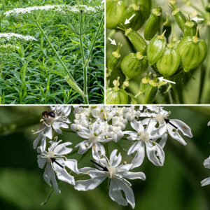 Cow parsnip flowers are present in 6-8" wide, flat umbels (like Queen Anne's lace) that arise from the central stem or from leaf axils. Beneath each flower cluster are four or more needle-like, fuzzy green bracts; the bracts fall off after the fruit begins to form. Individual flowers are 1/4" across with five white petals that are notched at their tips; in flowers on the edge of an umbel, one petal is visibly larger than the other four. A somewhat lumpy, cream-colored, hairy ovary occupies the center of the flower from which arise two short styles; five stamens with pale yellow anthers arc laterally from under the ovary. Each fruit is heart-shaped, flattened, and contains two seeds.