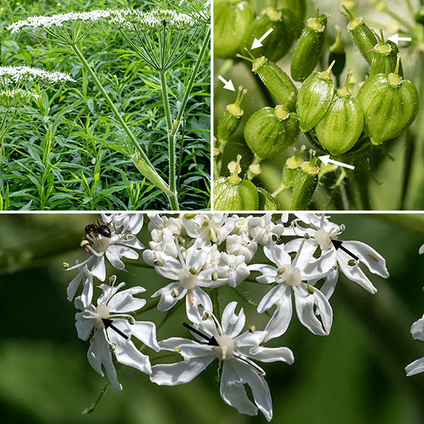 Cow parsnip flowers are present in 6-8" wide, flat umbels (like Queen Anne's lace) that arise from the central stem or from leaf axils. Beneath each flower cluster are four or more needle-like, fuzzy green bracts; the bracts fall off after the fruit begins to form. Individual flowers are 1/4" across with five white petals that are notched at their tips; in flowers on the edge of an umbel, one petal is visibly larger than the other four. A somewhat lumpy, cream-colored, hairy ovary occupies the center of the flower from which arise two short styles; five stamens with pale yellow anthers arc laterally from under the ovary. Each fruit is heart-shaped, flattened, and contains two seeds.