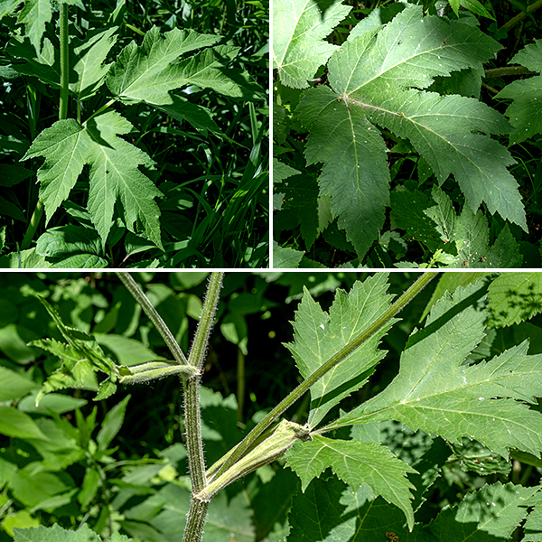 Cow parsnip is a very large plant (up to 8') with alternate compound leaves up to 20" across, each leaflet divided into three deep lobes; the petioles are covered by inflated sheaths where they attach to the stem. Contact with the sap (which contains furanocoumarins) can cause extreme sensitivity to ultraviolet light, producing blistering, burns, and scarring. Cow parsnip might be confused with Heracleum mantegazzianum, the giant hogweed but the leaves of giant hogweed have 5+ sharply pointed lobes (as opposed to three in cow parsnip) and have purple-spotted (rather than uniform green) stems. Giant hogweed can get twice as tall (18'!) as cow parsnip.