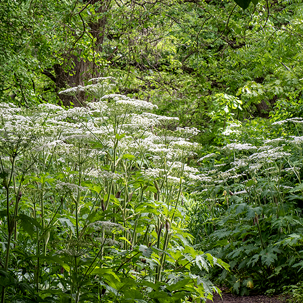 Cow parsnip is a very large plant (up to 8') with alternate compound leaves up to 20" across, each leaflet divided into three deep lobes. Contact with the sap (which contains furanocoumarins) can cause extreme sensitivity to ultraviolet light, producing blistering, burns, and scarring. Cow parsnip might be confused with Heracleum mantegazzianum, the giant hogweed but the leaves of giant hogweed have 5+ sharply pointed lobes (as opposed to three in cow parsnip) and have purple-spotted (rather than uniform green) stems. Giant hogweed can get twice as tall (18'!) as cow parsnip.