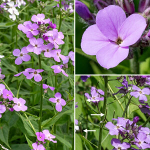 Dame's rocket flowers occur in clusters (racemes) of up to 30. Each flower is 3/4-1" across and long, with a long, narrow, tubular, pinkish-green calyx composed of four long narrow sepals. The calyx opens through a narrow throat into four rounded, pinkish-purple (sometimes white) petals; the six pale yellow stamens and the multiple styles poke to various degrees out of the throat.  Stems, leaves, pedicles, and the flower calyxes are all downy or hairy. The fruits are long (up to 4"), narrow, ascending, downy cylinders (siliques, typical of mustards) filled with flattened, oblong seeds. The flowers are very phlox-like, but phlox flowers have five petals, and dame's rocket only has four; phlox leaves are opposite on the stem (not alternate) and are narrower.