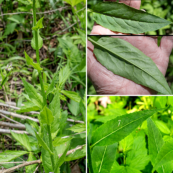 Dame's rocket is an exotic species (from Europe) about 2-3" tall. Stems are round in section and covered with short, densely-packed hairs. The stem leaves are three times longer than wide, alternate, with finely toothed margins, and the base of the leaf rounded or wedge-shaped (never heart-shaped); the lower leaves have short petioles while the upper leaves are sessile.