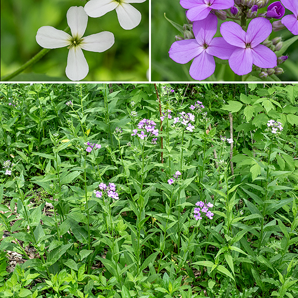 Dame's rocket is an exotic species (from Europe) about 2-3" tall. The flowers are very phlox-like, but phlox flowers have five petals, and dame's rocket only has four; phlox leaves are opposite on the stem (not alternate) and are narrower.