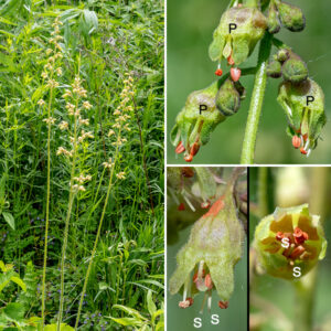 Heuchera richardsonii