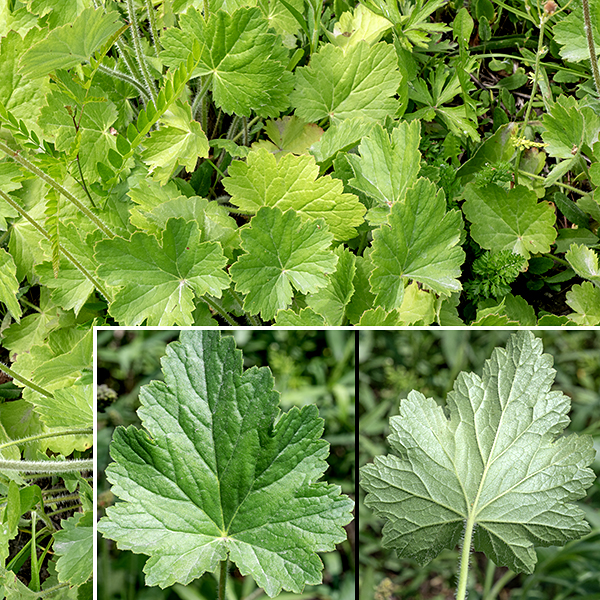 Common alumroot is a sizeable plant with stems (actually flower stalks) 2-4' tall, green with a cover of white hairs and totally lack leaves. Leaves are restricted to a rosette of circular or (barely) heat-shaped, palmately-lobed basal leaves 3-5" across with 5-9 lobes and coarsely serrated margins; the underside of the leaves have long (to the point of shaggy) white hairs along the veins. Both the stems (particularly near the base) and the leaf petioles are very hairy. Common alumroot is visually very similar to prairie alumroot (Heuchera americana, which I have not yet seen in Jackson Park), but prairie alumroot's stems are either bare or have short hairs that lie against the stem.