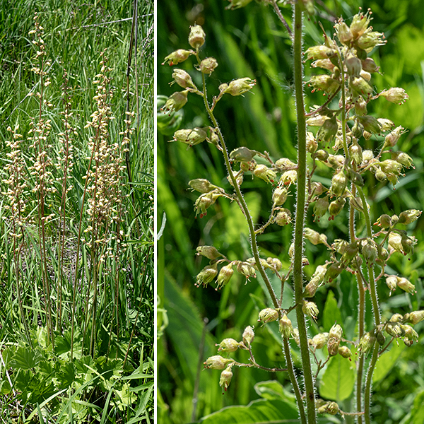 Common alumroot has hairy stems (actually flower stalks) 2-4' tall. Leaves are restricted to a rosette of circular or (barely) heat-shaped, palmately-lobed basal leaves 3-5" across with 5-9 lobes and coarsely serrated margins; the underside of the leaves have long (to the point of shaggy) white hairs along the veins. Both the stems (particularly near the base) and the leaf petioles are very hairy. At the tip of the stems are 8" long panicles of inconspicuous cylindrical flowers, greenish in color, with orange anthers the sole spot of color. Common alumroot is visually very similar to prairie alumroot (Heuchera americana, which I have not yet seen in Jackson Park), but prairie alumroot's stems are either bare or have short hairs that lie against the stem.