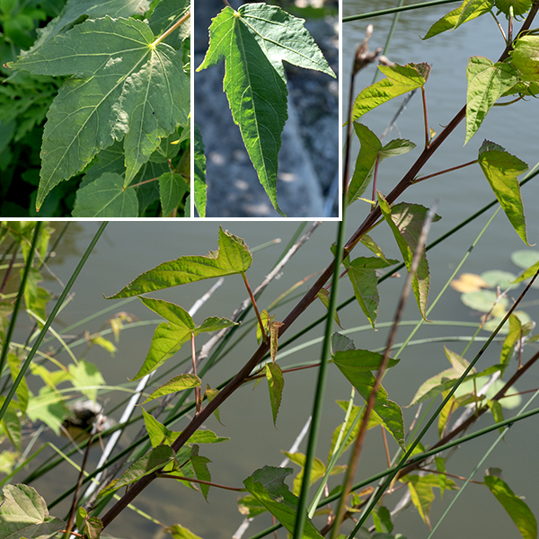 Halberd-leaved rose-mallow leaves are alternate and hairless, with leaf blades that get up to 6" long (the petiole would add another 4.5") and 4" wide, with three (sometimes five) pointed lobes (the central lobe is the largest) and shallowly serrated margins. (Three-lobed leaves have a fancied resemblance to a medieval halberd; five-lobed leaves look like a maple leaf.) The three-lobed (halberd-shaped) or five-lobed (maple leaf shaped) leaves distinguish this species from other rose-mallows. (Only swamp rose-mallow, Hibiscus moscheutos, also occurs in Jackson Park.)
