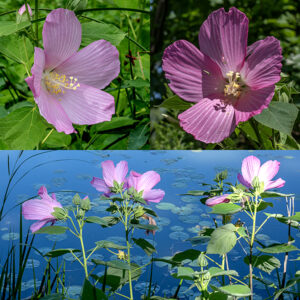 Swamp rose-mallow is a wild hibiscus that prefers wet habitats; the stem can get up to 7' tall.  Flowers arise from leaf axils and are trumpet-shaped, 4-6" across with five pink or white petals (sometimes with a reddish-purple throat); and, in the center of the flower, a stout cream colored column that bears both whorls of white stamens with yellow anthers and a white style divided into five upcurving parts, each with a pin-head shaped stigma. Behind the corolla are five light green sepals and 12 awl-like 1" long bracts that curve forwards. This is the more variable of the two local rose mallows; it has white or pink flowers which may or may not have a reddish-purple throat (all are now considered the same species).
