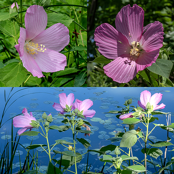 Swamp rose-mallow is a wild hibiscus that prefers wet habitats; the stem can get up to 7' tall.  Flowers arise from leaf axils and are trumpet-shaped, 4-6" across with five pink or white petals (sometimes with a reddish-purple throat); and, in the center of the flower, a stout cream colored column that bears both whorls of white stamens with yellow anthers and a white style divided into five upcurving parts, each with a pin-head shaped stigma. Behind the corolla are five light green sepals and 12 awl-like 1" long bracts that curve forwards. This is the more variable of the two local rose mallows; it has white or pink flowers which may or may not have a reddish-purple throat (all are now considered the same species).