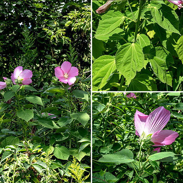 Swamp rose-mallow is a wild hibiscus that prefers wet habitats; the stem can get up to 7' tall.  The leaves are alternate, 3-8" long and 1.5-2x longer than wide, oval, teardrop-shaped, or ((less commonly) with three shallow lobes; toothed around the margins. The petioles are 2-5" long with a pair of small awl-shaped stipules near their base. This is the more variable of the two local rose mallows; it has white or pink flowers which may or may not have a reddish-purple throat (all are now considered the same species).