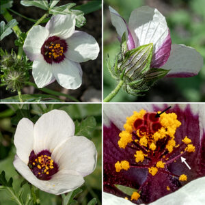 Flower-of-an-hour flowers are borne singly on hairy flower stalks that arise from the leaf axils; the flowers are 2" across, with five partially-overlapping petals that are white or pale yellow with deep purple bases. Sepals are pale green, translucent, and membranous with deep purple, hairy veins. The numerous stamens are borne on a "staminal column" that surrounds the base of the style; the filaments are maroon and the anthers are golden yellow. The single style is white where it rises above the staminal column and is divided at the tip into five knobby stigmas.