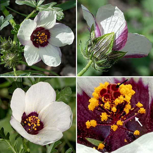 Flower-of-an-hour flowers are borne singly on hairy flower stalks that arise from the leaf axils; the flowers are 2" across, with five partially-overlapping petals that are white or pale yellow with deep purple bases. Sepals are pale green, translucent, and membranous with deep purple, hairy veins. The numerous stamens are borne on a "staminal column" that surrounds the base of the style; the filaments are maroon and the anthers are golden yellow. The single style is white where it rises above the staminal column and is divided at the tip into five knobby stigmas.