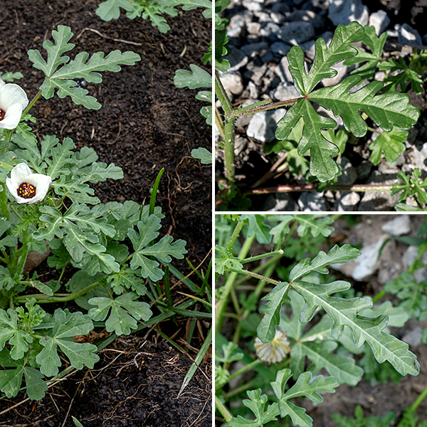 Flower-of-an-hour is a low, sprawling vine up to 1' tall (including the flowering structures) and 2' long with 3" long palmately-compound leaves. The leaves are alternate, 3" long and 2" across, palmately-compound with three leaflets (center largest); each leaflet is itself deeply lobed. Stems and petioles are both hairy.