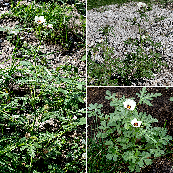 Flower-of-an-hour is a low, sprawling vine up to 18" tall (including the flowering structures) and 2' long with 3" long palmately-compound leaves. The leaves are alternate, 3" long and 2" across, palmately-compound with three leaflets (center largest); each leaflet is itself deeply lobed. Stems and petioles are both hairy. Flowers are borne singly on hairy flower stalks that arise from the leaf axils; the flowers are 2" across, with five partially-overlapping petals that are white or pale yellow with deep purple bases. Sepals are pale green, translucent, and membranous with deep purple, hairy veins.