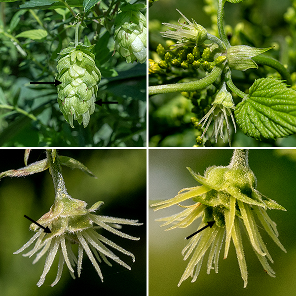 American hops male and female flowers occur on separate plants. Actual female (pistillate) flowers occur in tight clusters ("aments") 3/4" long of 10-50 flower pairs on a stalk that arises from a leaf axil, each pair subtended by a bract; each flower has two long, thin styles.  Male flowers have five pale green spreading sepals and five short, banana-shaped stamens. The fruit is a cone-like structure of overlapping bracts (originally present at the base of the female flowers) that surround the seeds; it is (obviously) found only on the female plants.