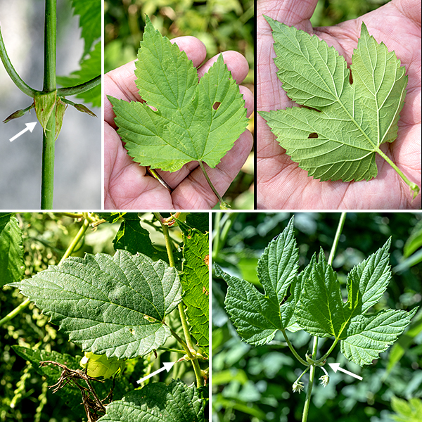 American hops leaves are large (up to 6" long and 4" across), opposite, with 3-5 lobes on the lower leaves; the upper leaves are smaller, ovoid with a sharp tip, but lack lobes. The leaf margins are coarsely toothed and the lower surface is dotted with yellow glands; the petioles appear prickly. A pair of triangular stipules is present where the petioles arise from the stem (although the stipules wither and fall off on older leaves).