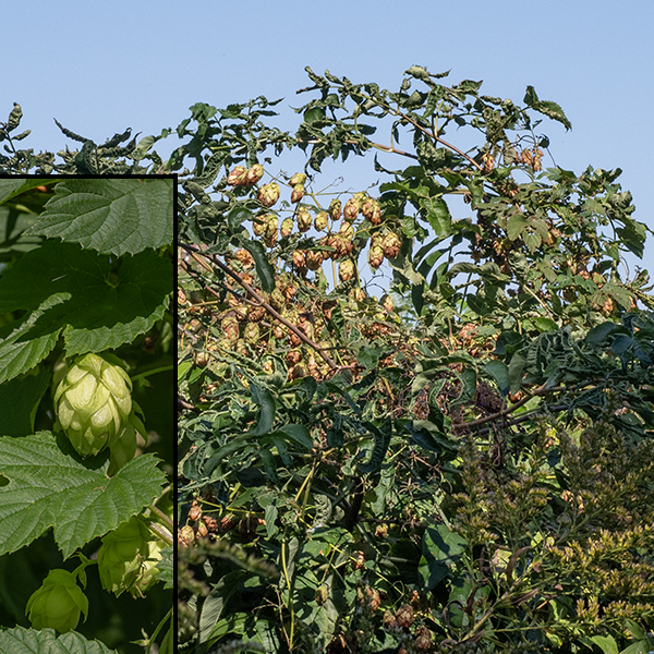 American hops is a vine-like plant up to 30' long that drapes over other vegetation; dense colonies can shade out underlying plants. The fruit is a cone-like structure of overlapping bracts (originally present at the base of the female flowers) that surround the seeds; it is (obviously) found only on the female plants.