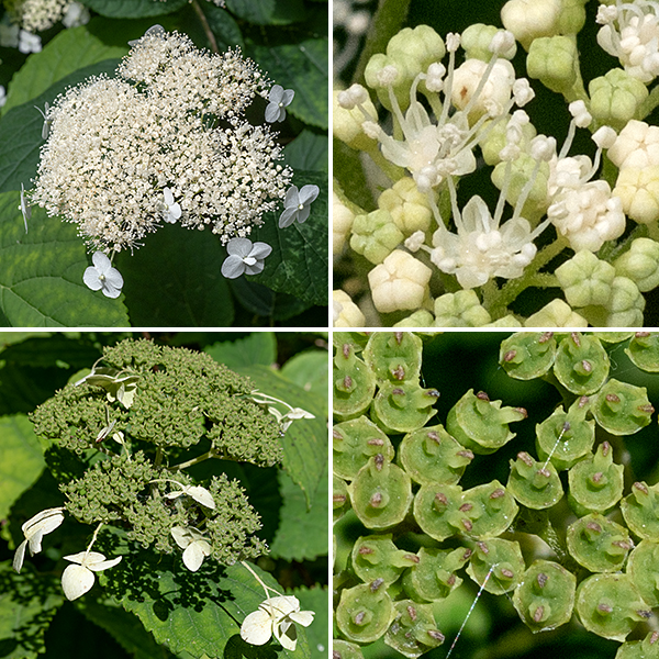 Wild hydrangea canes produce a flat terminal panicle 3-6" across with 100-500 flowers of two kinds  — small, fertile flowers filling most of the area and a few, sterile pseudo-flowers around the margin that are 3-4 times larger than the flowers in the center and seem to function only as an advertisement for pollinators. The central, fertile flowers are about 1/4" across with a green calyx made of five separate sepals; five greenish-white or cream petals about 1/8" long; 8-10 stamens with long filaments and oblong, white anthers; and a pistil bearing two styles with knob- or club-like stigmas. The sterile, outer pseudo-flowers have 3-4 fused petal-like, white bracts (or sepals; sources differ) with a central structures that visually is reminiscent of stamens or styles; the pseudo-flowers persist long after the inner flowers have been fertilized and have produced a two compartment seed pod that is ribbed and bears a pair of tiny horns (the styles) on its upper end. Wild hydrangea is relatively rare in northern Illinois; in Jackson Park it prefers wooded area by walking paths.
