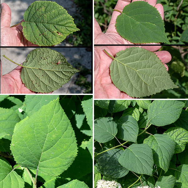 Wild hydrangea leaves are opposite on each cane, 4-6" long and 3-5" across, oval, medium- to dark-green, hairless with serrated margins; petioles are 2-6" long.