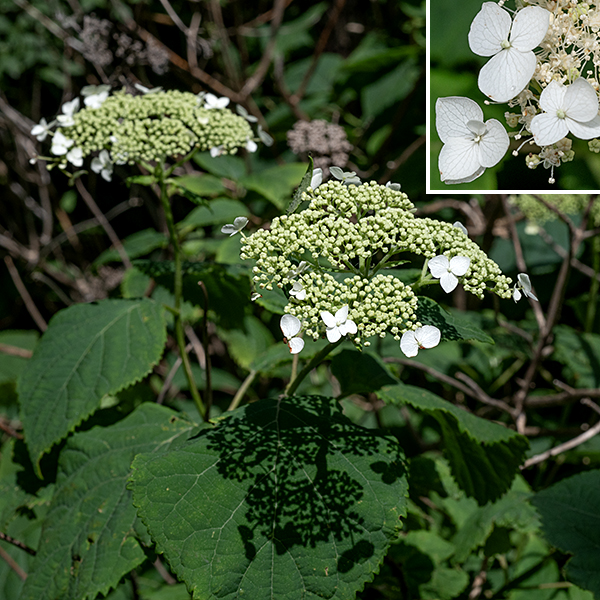Wild hydrangea is a shrub, 3-8' tall and across, with unbranched canes (stems). Leaves are opposite on each cane, 4-6" long and 3-5" across, oval, medium- to dark-green, hairless with serrated margins; petioles are 2-6" long. Canes produce a flat terminal panicle 3-6" across with 100-500 flowers of two kinds  — small, fertile flowers filling most of the area and a few, sterile pseudo-flowers around the margin that are 3-4 times larger than the flowers in the center and seem to function only as an advertisement for pollinators. Wild hydrangea is relatively rare in northern Illinois; in Jackson Park it prefers wooded area by walking paths.