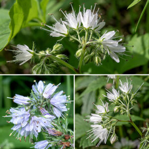 Virginia waterleaf stems are variable in color (green, reddish-green, or reddish-brown) and up to 2' tall.  Each upper stem has at their tips one or two clusters (cymes) of 8-20 flowers that is 1-2" in diameter  on a 4" stalk (peduncle); the central flower opens first. Individual flowers are 1/4-1/2" long, roughly bell-shaped, white, pink, or light violet in color. Flowers have a green, hairy calyx with five long, narrow teeth fringed with widely-spaced, stout hairs; a tubular corolla with five equal lobes at the open end; five stamens covered with long hairs along their lower half, with anthers initially yellow that later turn dark brown; and a single lavender style with a white, bifurcated tip. Both the stamens and the style are 30-50% longer than the corolla lobes and extend well beyond their edges.